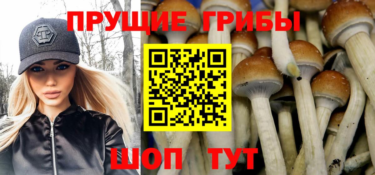 Галлюциногенные грибы Psilocybine cubensis Югорск